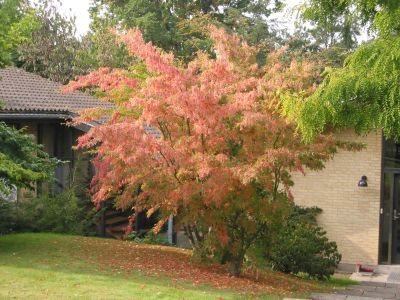 Acer micranthum Autumn