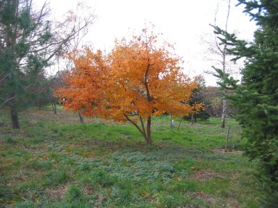 Acer triflorum Autumn