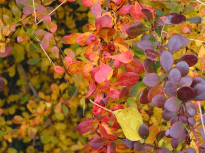Berberis vulgaris Autumn