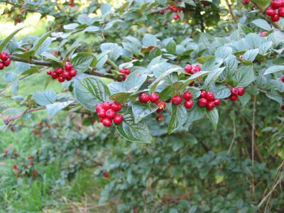 Cotoneaster hualiensis Autumn