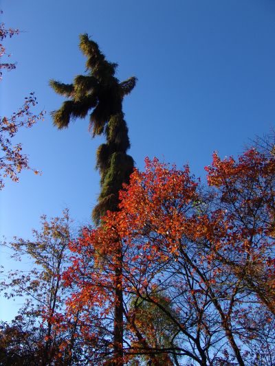 Larix x eurolepis & prunus Autumn