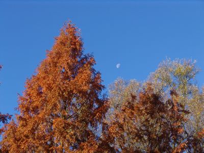 Metasequoia glybtostroboides Autumn