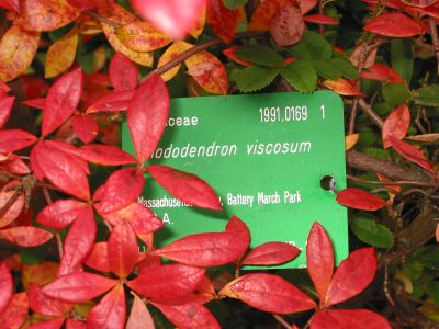 Rhododendron viscosum Autumn