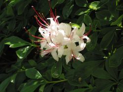 Rhododendron arborescens