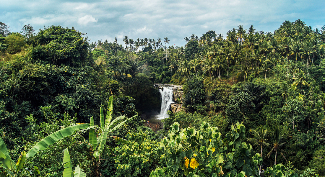 Tropiske træer og landskaber-Photo by Levi Morsy on Unsplash