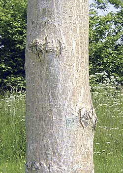 Acer campestre. Bark. Foto 2005