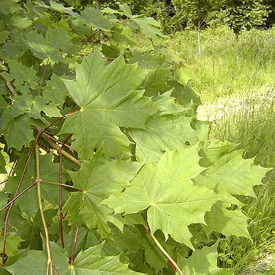 Acer platanoides. Løv. Foto 2005
