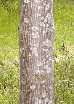 Acer platanoides Columnare. Bark. Foto 2005
