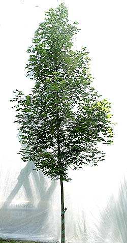 Acer platanoides Emerald Queen. Ubeskåret. Foto 2005