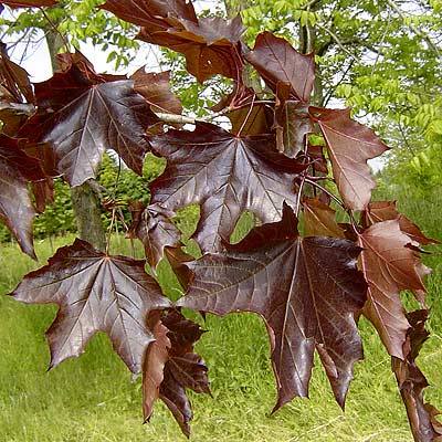 Acer platanoides Faassen's Black. Løv. Foto 2005