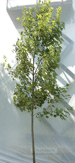 Acer pseudoplantanus. Ubeskåret. Foto 2005