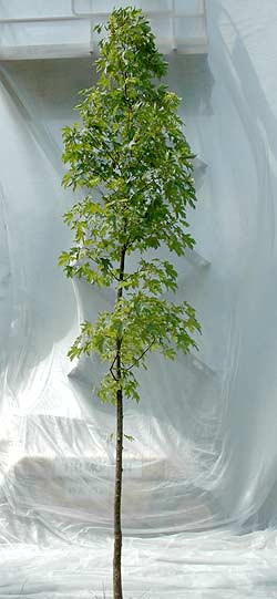 Acer pseudoplantanus. Opbygningsbeskåret. Foto 2005