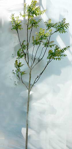 Ailanthus altissima. Ubeskåret. Foto 2005
