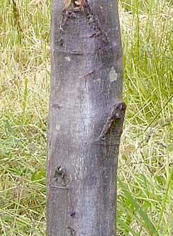 Carpinus betulus Frans Fontaine. Bark. Foto 2005