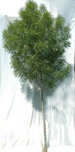 Fraxinus angustifolia Raywood. Ubeskåret. Foto 2005