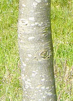 Fraxinus ornus. Bark. Foto 2005