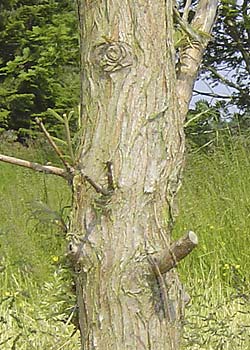 Metasequoia glyptostroboides. Bark. Foto 2005