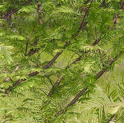 Metasequoia glyptostroboides. Løv. Foto 2005