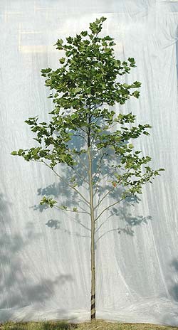Platanus acerfolia. Opbygningsbeskåret. Foto 2005