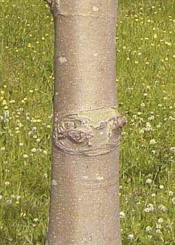Platanus acerfolia. Bark. Foto 2005