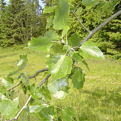 Populus canescens Da Moffart. Løv. Foto 2005