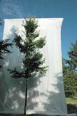 Prunus avium. Opbygningsbeskåret. Foto 2005