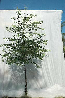 Prunus avium Plena. Opbygningsbeskåret. Foto 2005