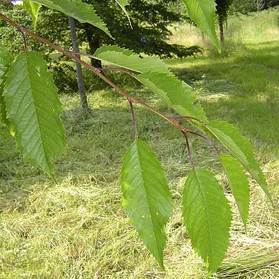 Prunus avium Plena. Løv. Foto 2005
