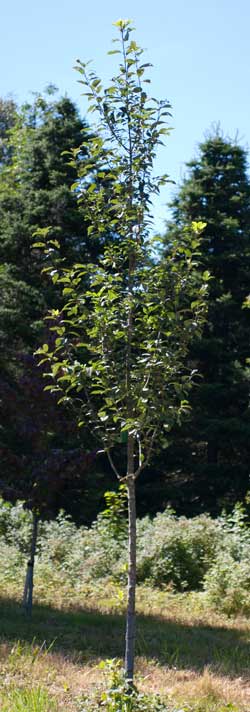Prunus Padus Albertii. 2011