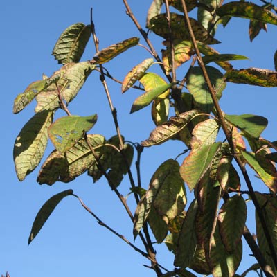 Prunus Padus Select. Blade. 2011