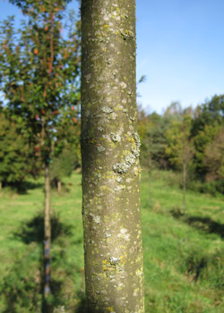 Prunus Padus Watereri. Bark. 2011