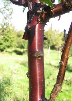 Prunus Serrula. Bark. 2011