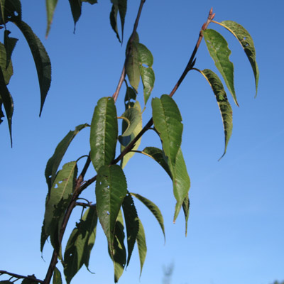 Prunus Serrula. Blade. 2011