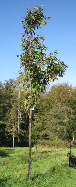 Prunus Serrulata Amanogawa. 2011