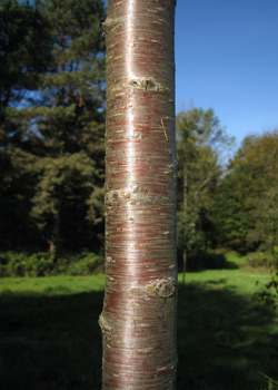 Prunus serrulata Kanzan. Bark. 2011