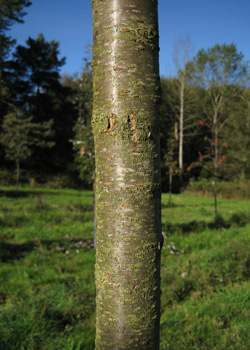 Prunus umineko. Bark. 2011