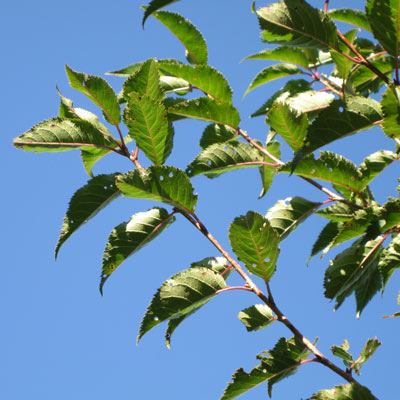 Prunus umineko. Blade. 2011