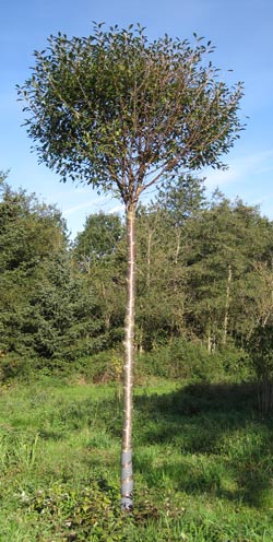 Prunus x eminens Umbraculifera. 2011