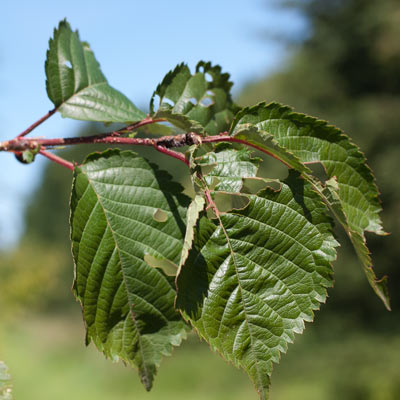 Prunus x hillieri Spire. Blade. 2011