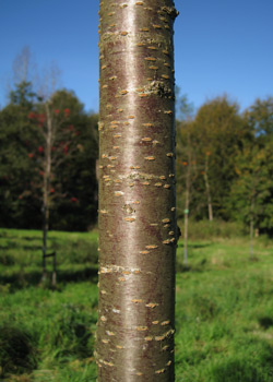 Prunus x Subhirtella. Bark. 2011