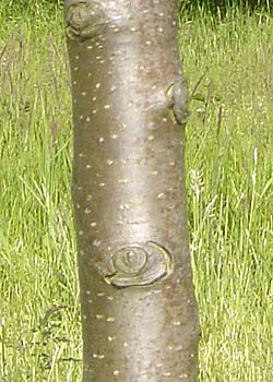 Pyrus communis Beech Hill. Bark. Foto 2005