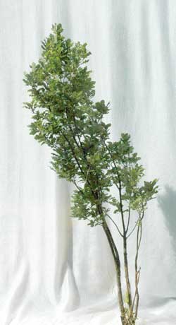 Quercus robur Fastigiata. Ubeskåret. Foto 2005