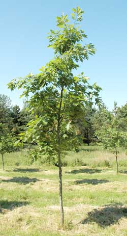 Quercus rubra. Opbygningsbeskåret. Foto 2005