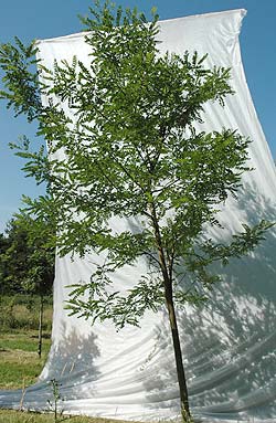 Robinia pseudoacacia. Opbygningsbeskåret. Foto 2005