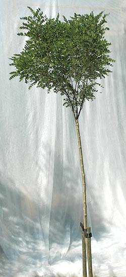 Robinia pseudoacacia Umbraculifera. Opbygningsbeskåret. Foto 2005