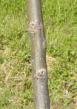 Robinia pseudoacacia Umbraculifera. Bark. Foto 2005