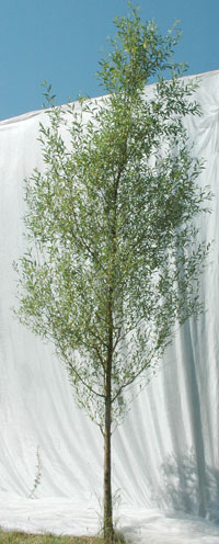 Salix alba Chermesina. Opbygningsbeskåret. Foto 2005
