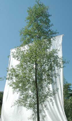 Salix alba Liempde. Opbygningsbeskåret. Foto 2005