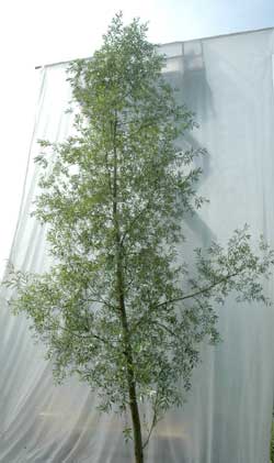 Salix alba Liempde. Ubeskåret. Foto 2005