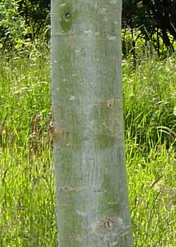 Salix alba Saba. Bark. Foto 2005